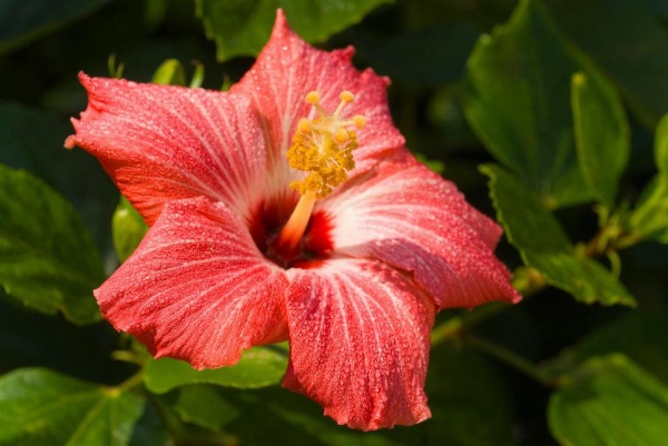 Casa Del Mar Beachfront image 21